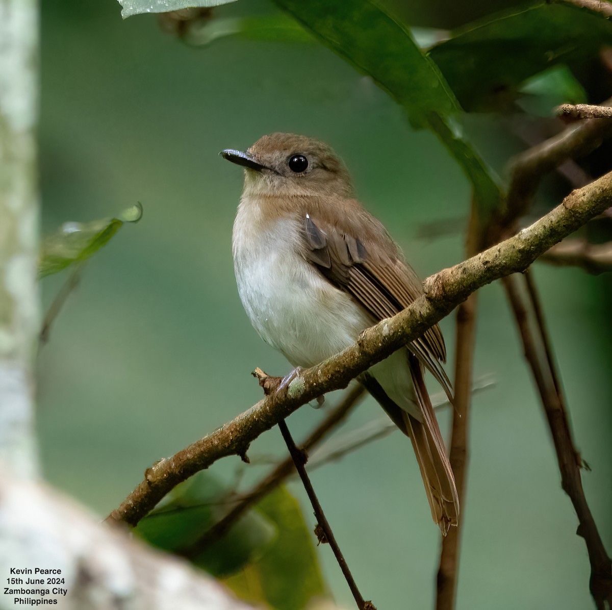 Chestnut-tailed Jungle Flycatcher - ML620482024