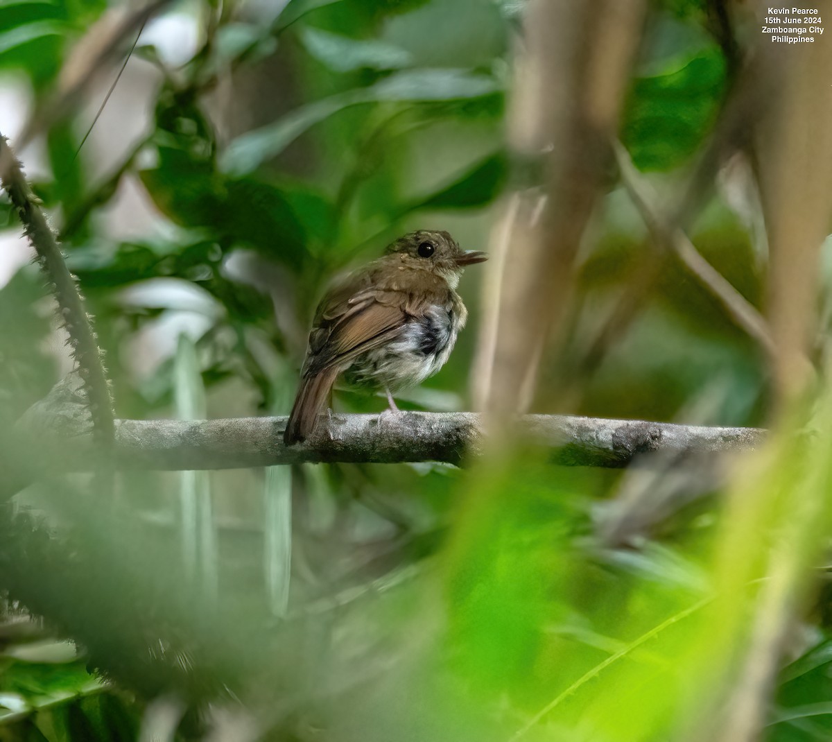 Chestnut-tailed Jungle Flycatcher - ML620482025