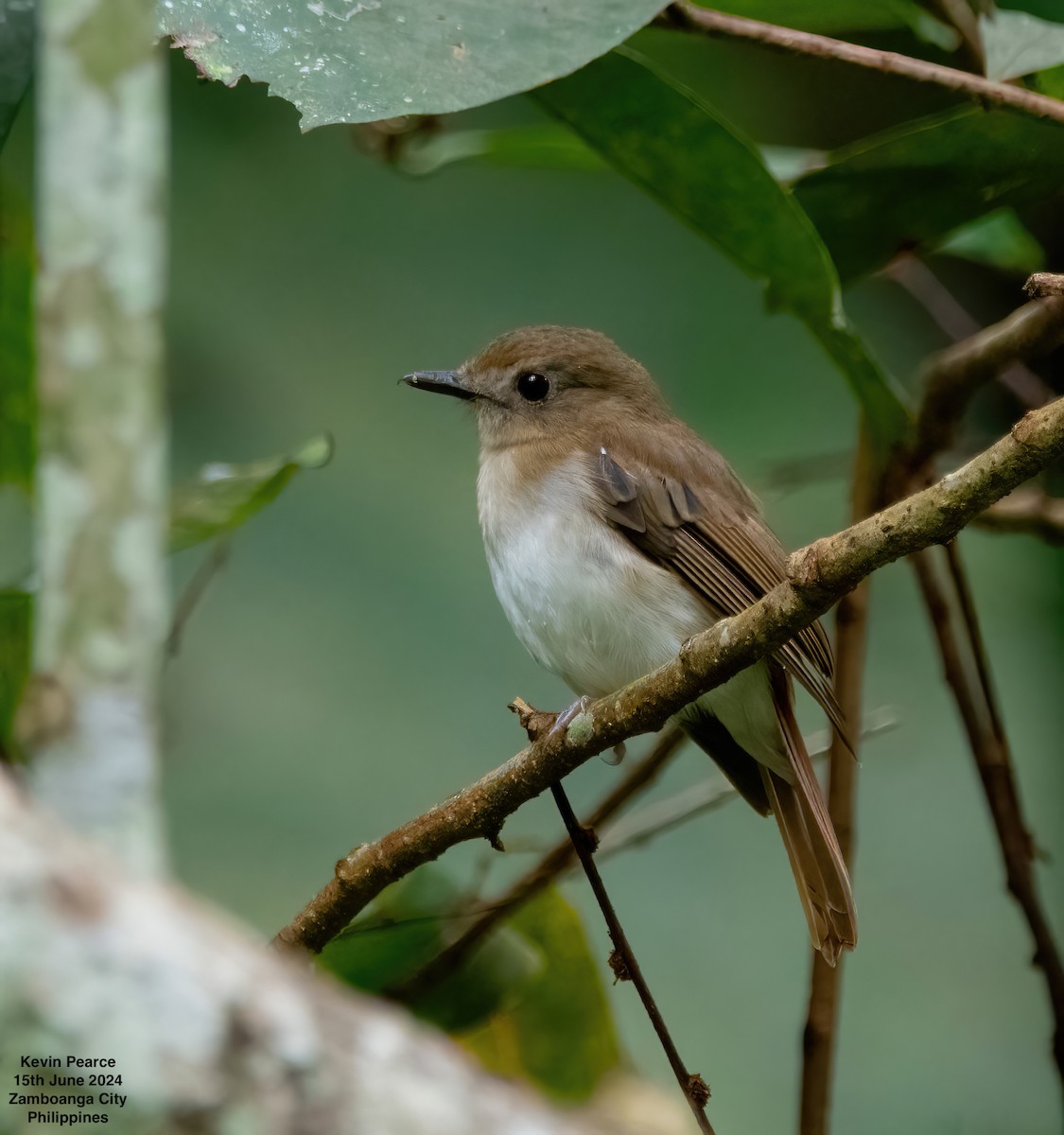 Chestnut-tailed Jungle Flycatcher - ML620482026