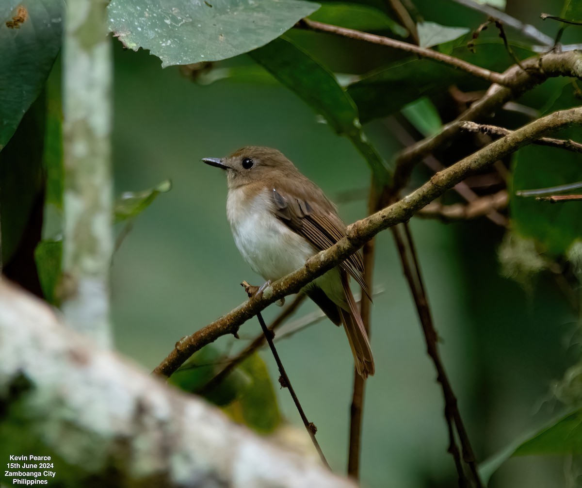 Chestnut-tailed Jungle Flycatcher - ML620482029