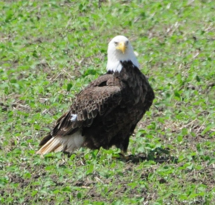 Bald Eagle - ML620482031