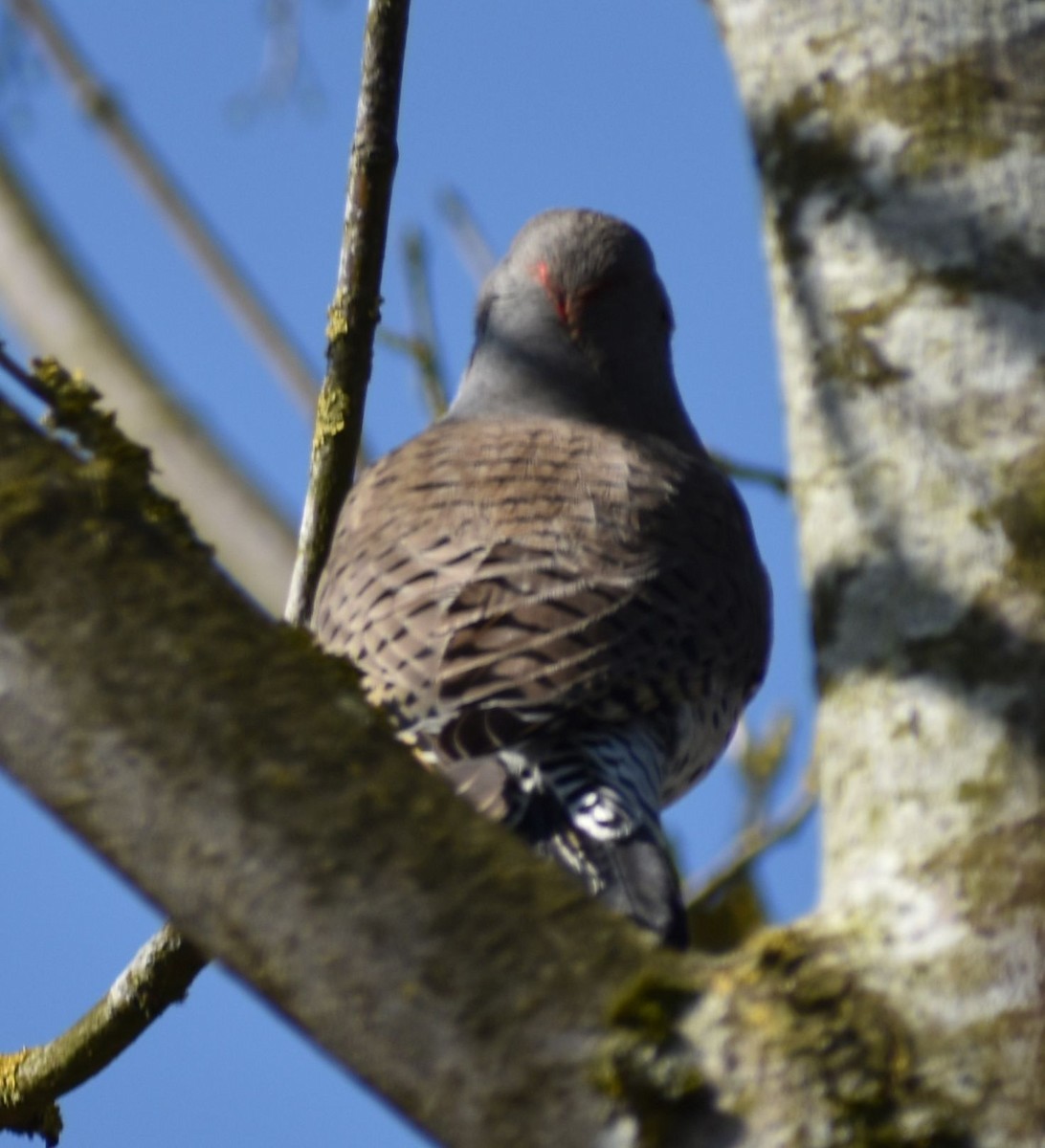Northern Flicker (Yellow-shafted x Red-shafted) - ML620482032