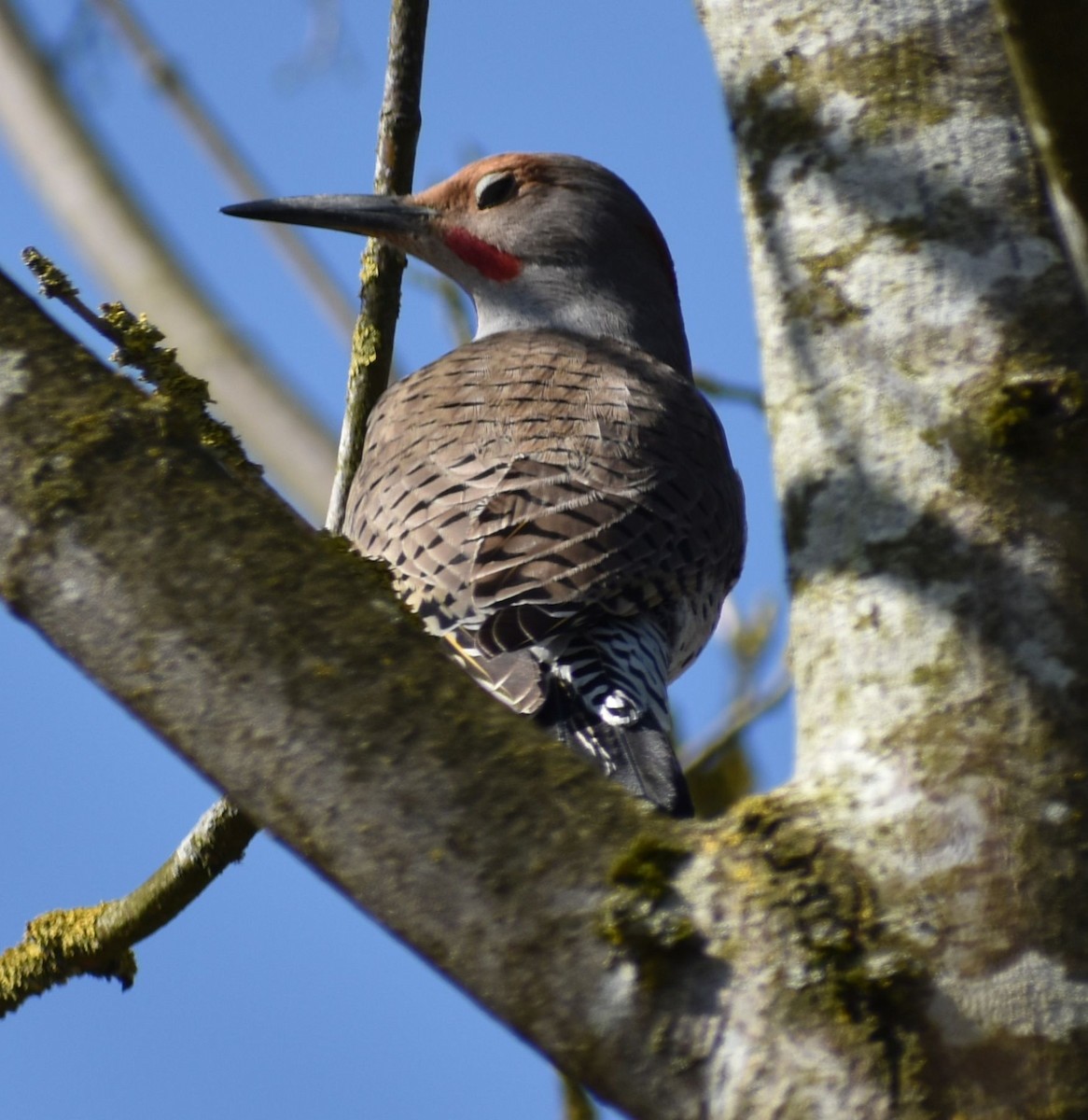 Northern Flicker (Yellow-shafted x Red-shafted) - ML620482033