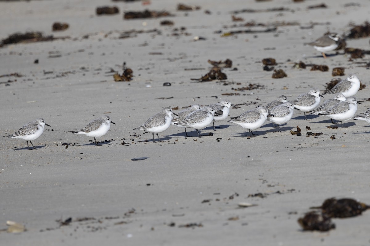 Bécasseau sanderling - ML620482037