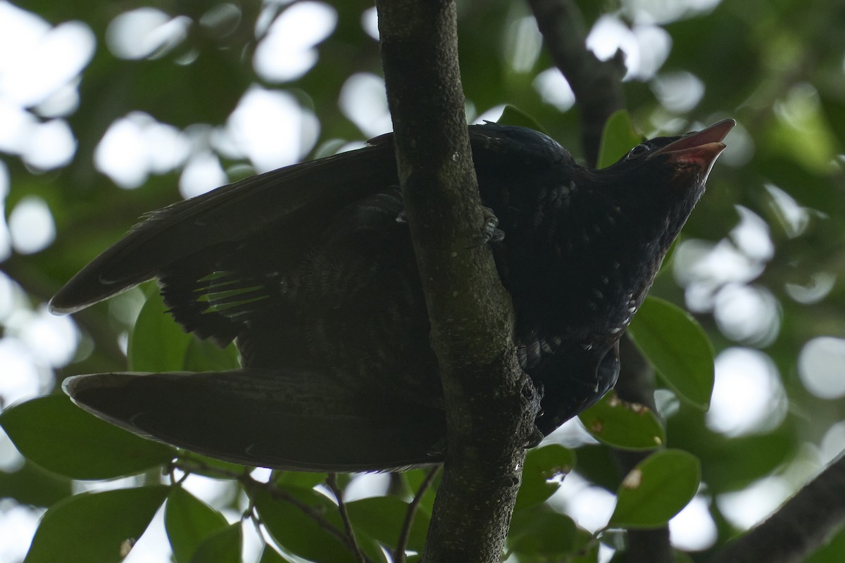 Asian Koel - ML620482041