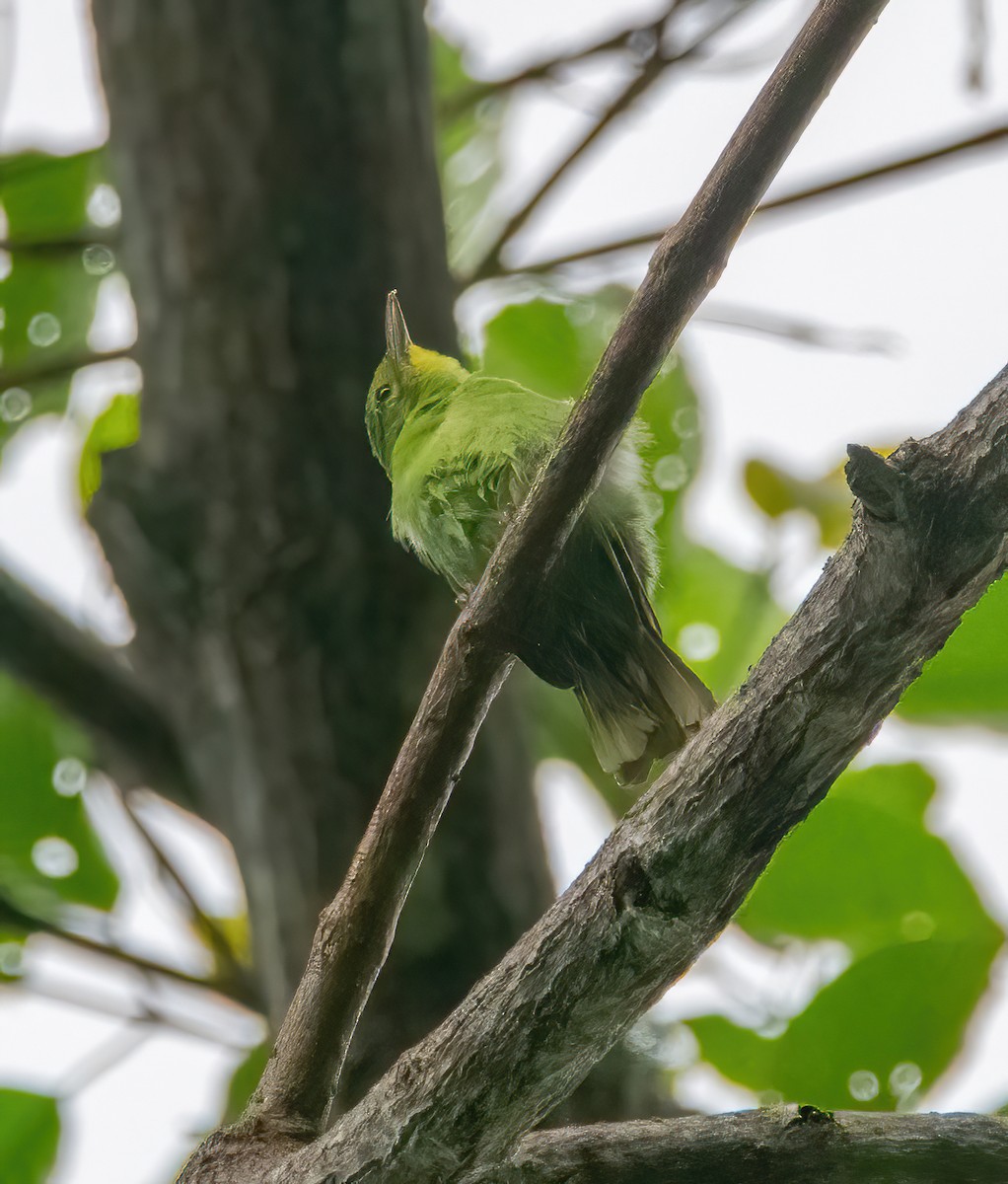 Verdin à ailes jaunes - ML620482044