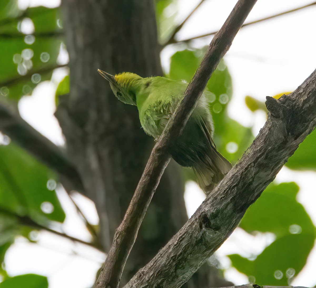 Verdin à ailes jaunes - ML620482045