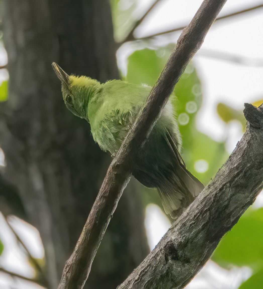 Verdin à ailes jaunes - ML620482047