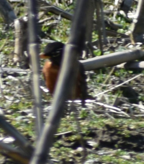 American Robin - ML620482055