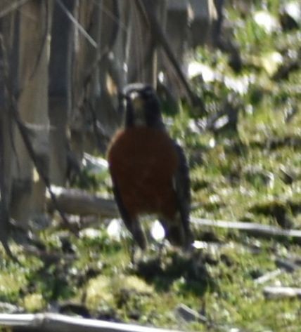 American Robin - ML620482056