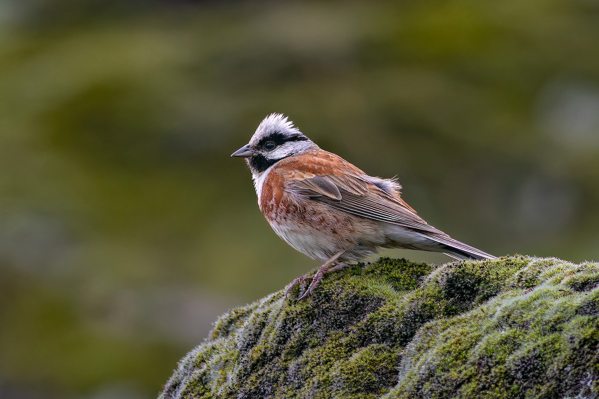 White-capped Bunting - ML620482057