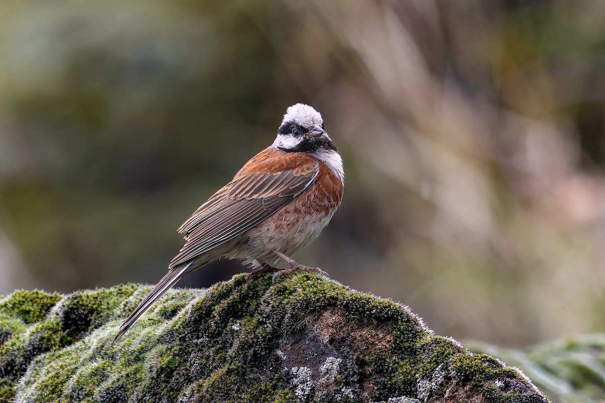 White-capped Bunting - ML620482058