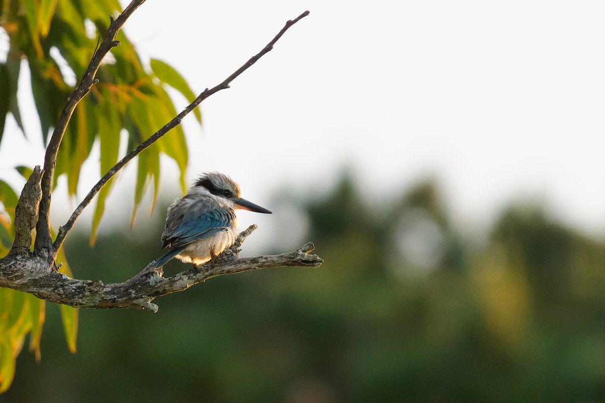 Red-backed Kingfisher - ML620482060