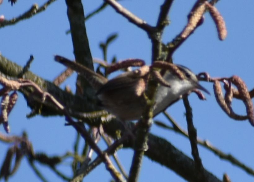 Bewick's Wren - ML620482061