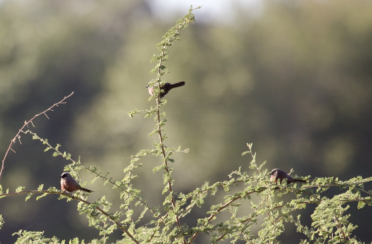 Black-faced Waxbill - ML620482062