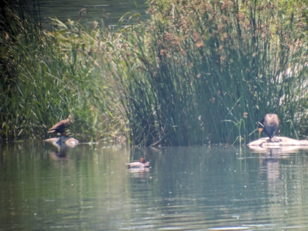 Common Pochard - ML620482082