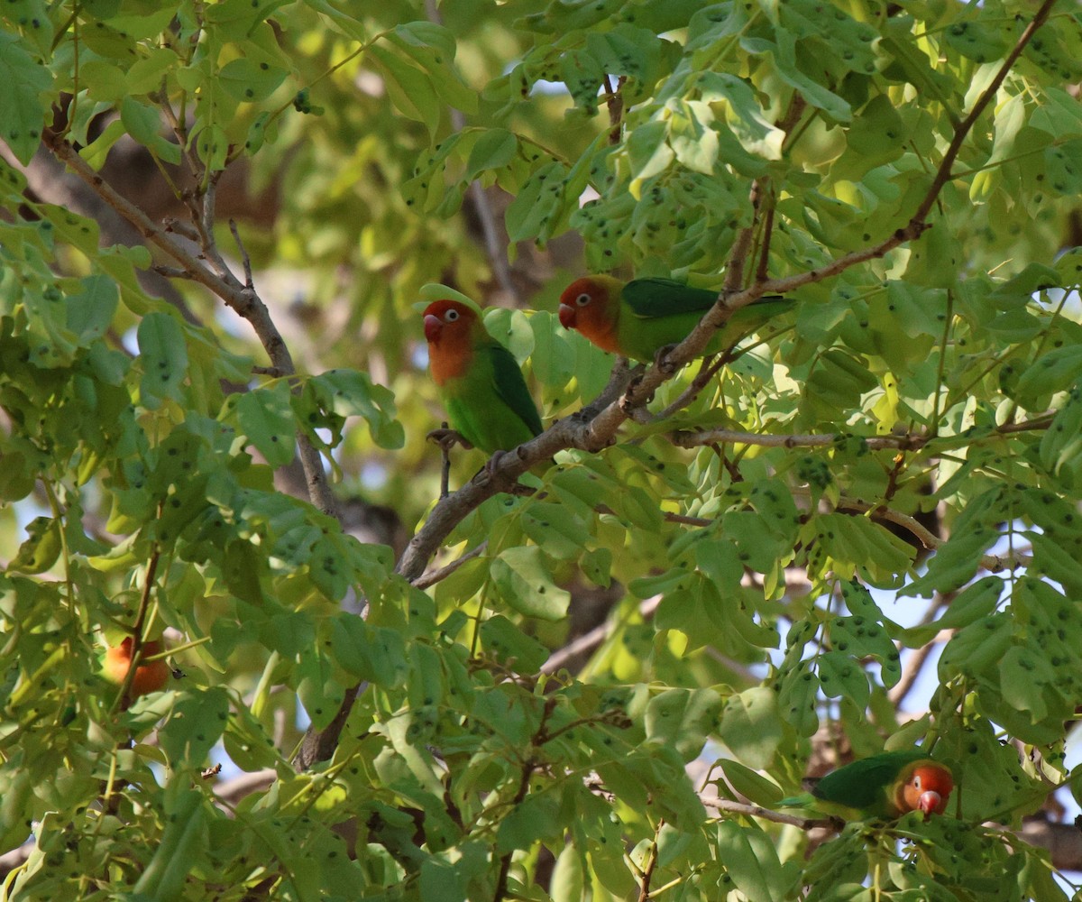 Lilian's Lovebird - ML620482083