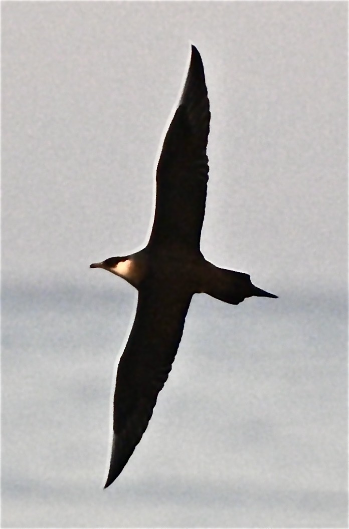 Parasitic Jaeger - ML620482085