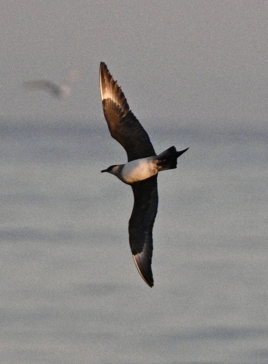 Parasitic Jaeger - ML620482086