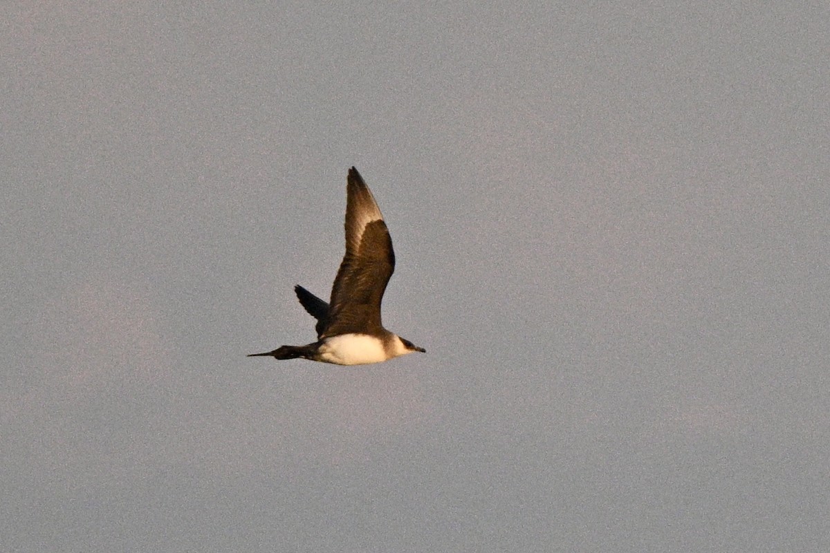 Parasitic Jaeger - ML620482090