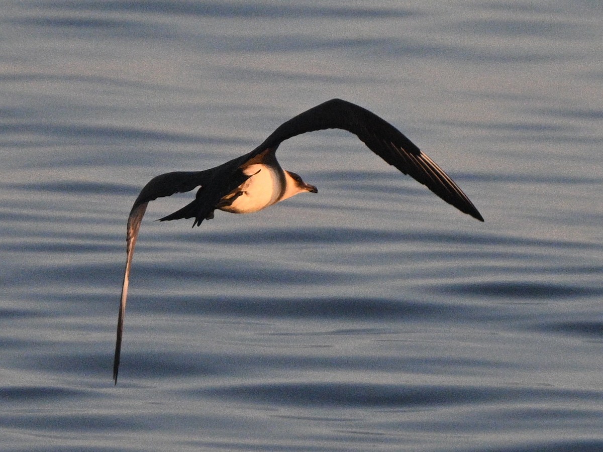 Parasitic Jaeger - ML620482091