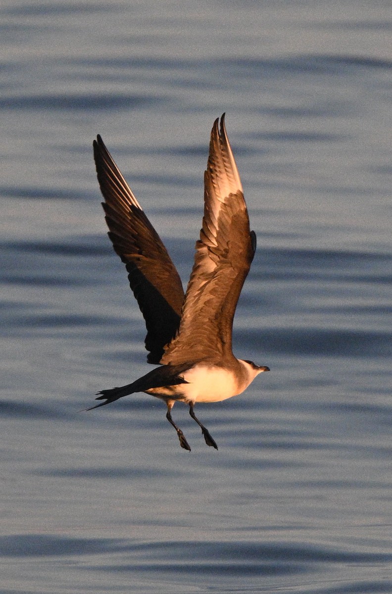 Parasitic Jaeger - ML620482092