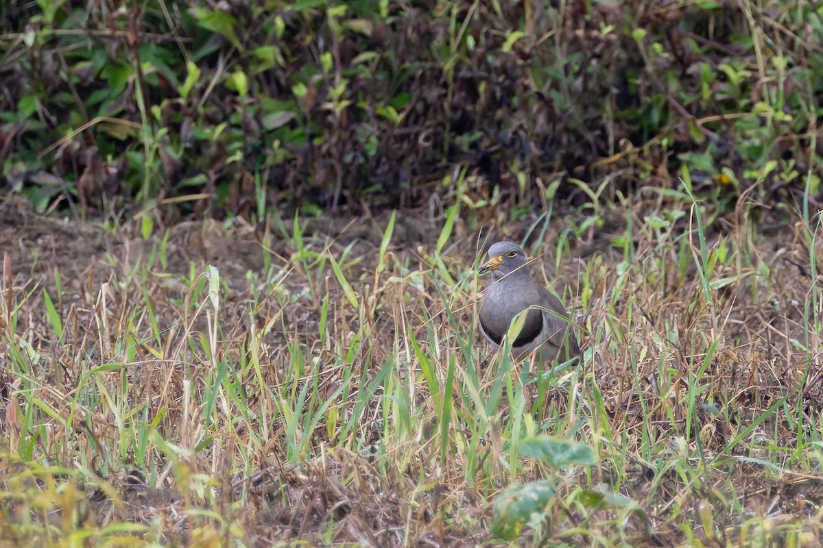 Gray-headed Lapwing - ML620482095