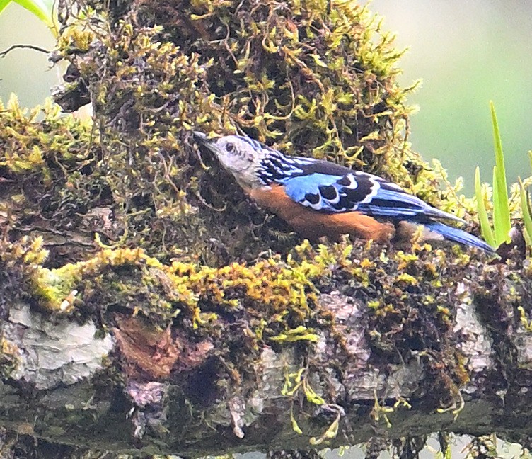 Beautiful Nuthatch - ML620482106