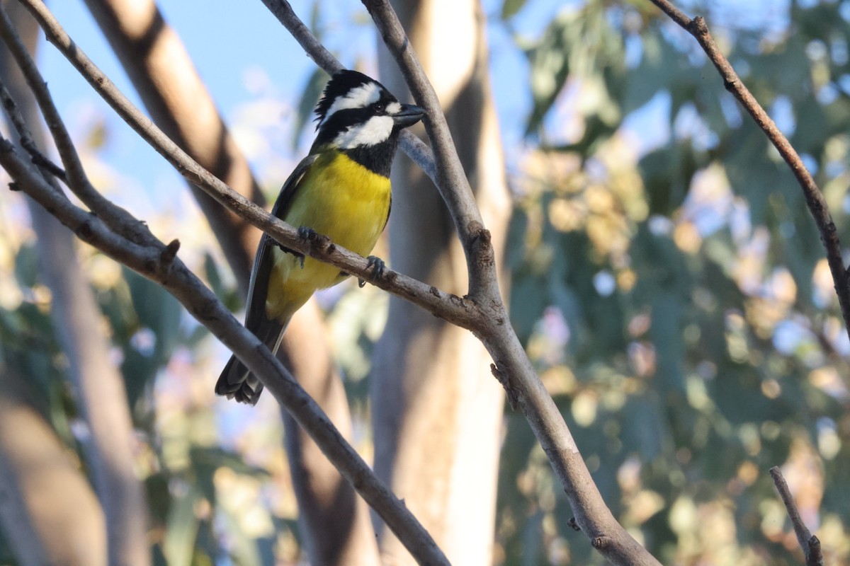 Eastern Shrike-tit - ML620482114