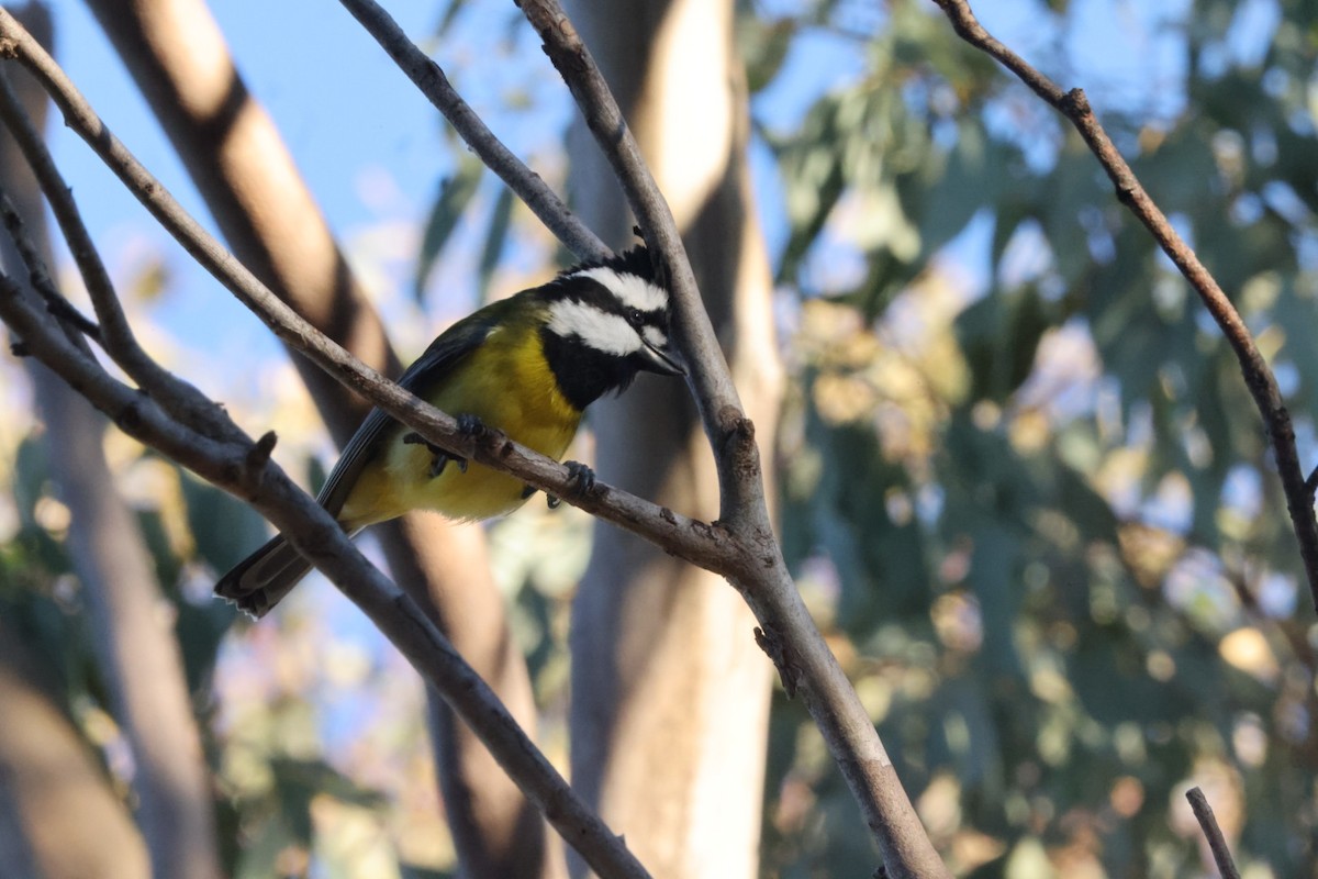 Eastern Shrike-tit - ML620482115