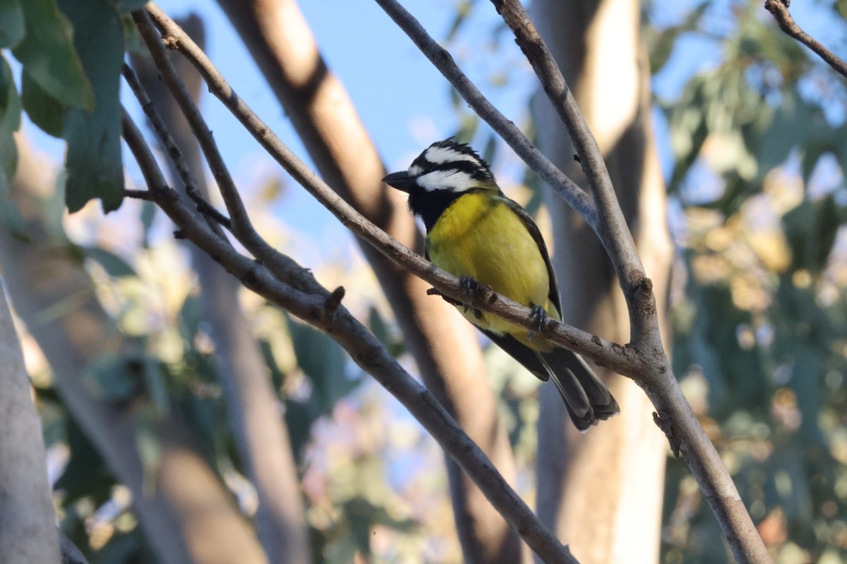 Eastern Shrike-tit - ML620482117