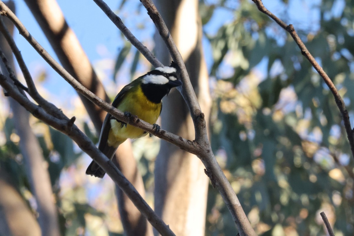 Eastern Shrike-tit - ML620482118