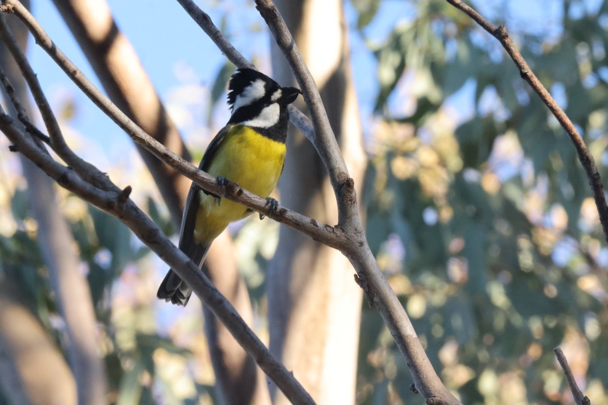 Eastern Shrike-tit - ML620482119