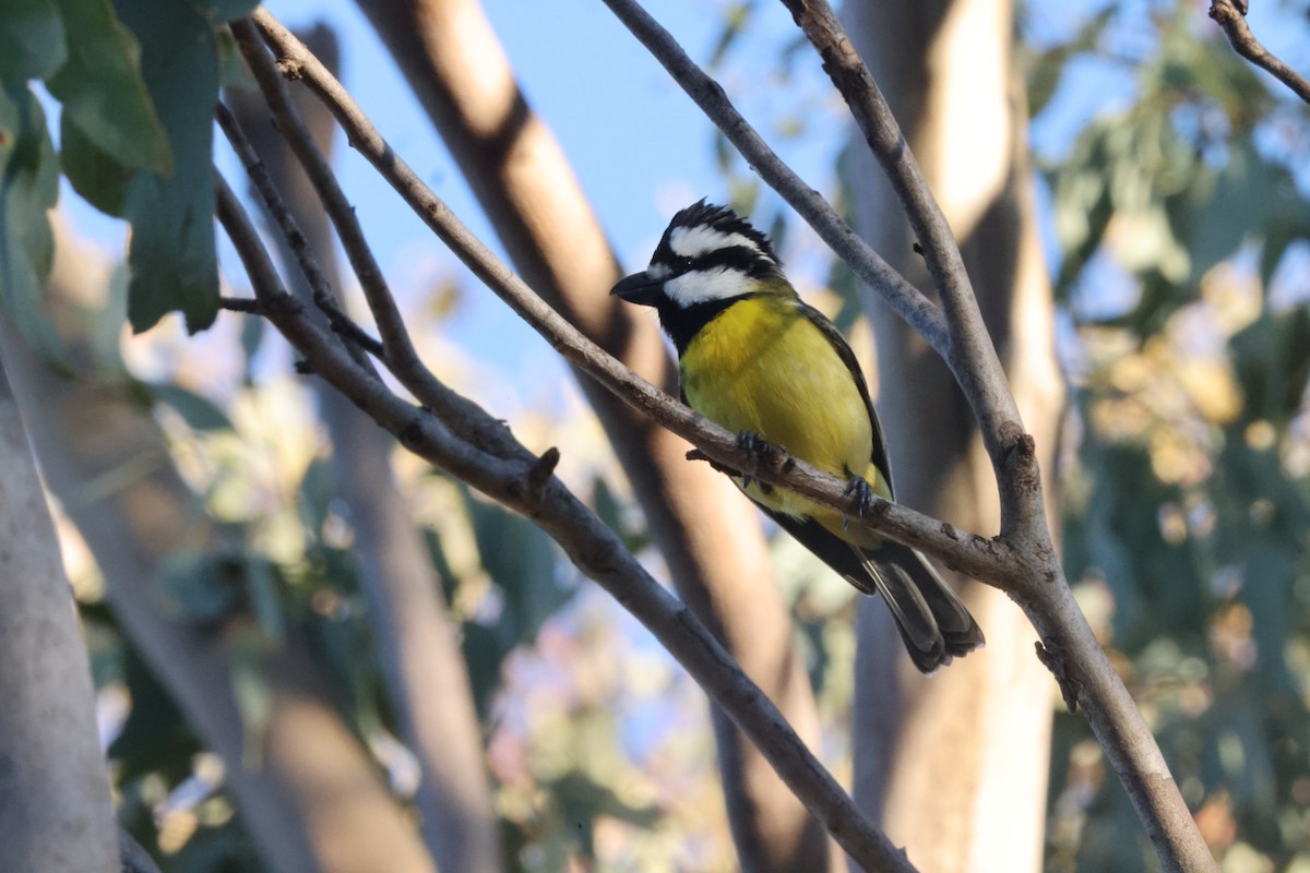 Eastern Shrike-tit - ML620482123