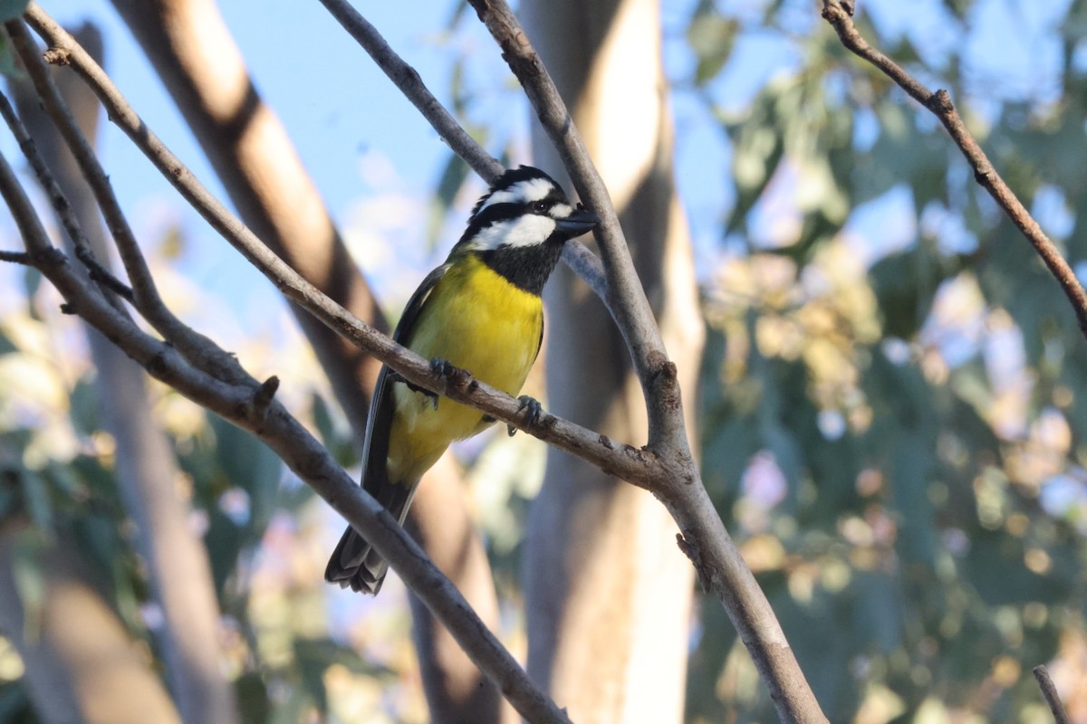 Eastern Shrike-tit - ML620482124