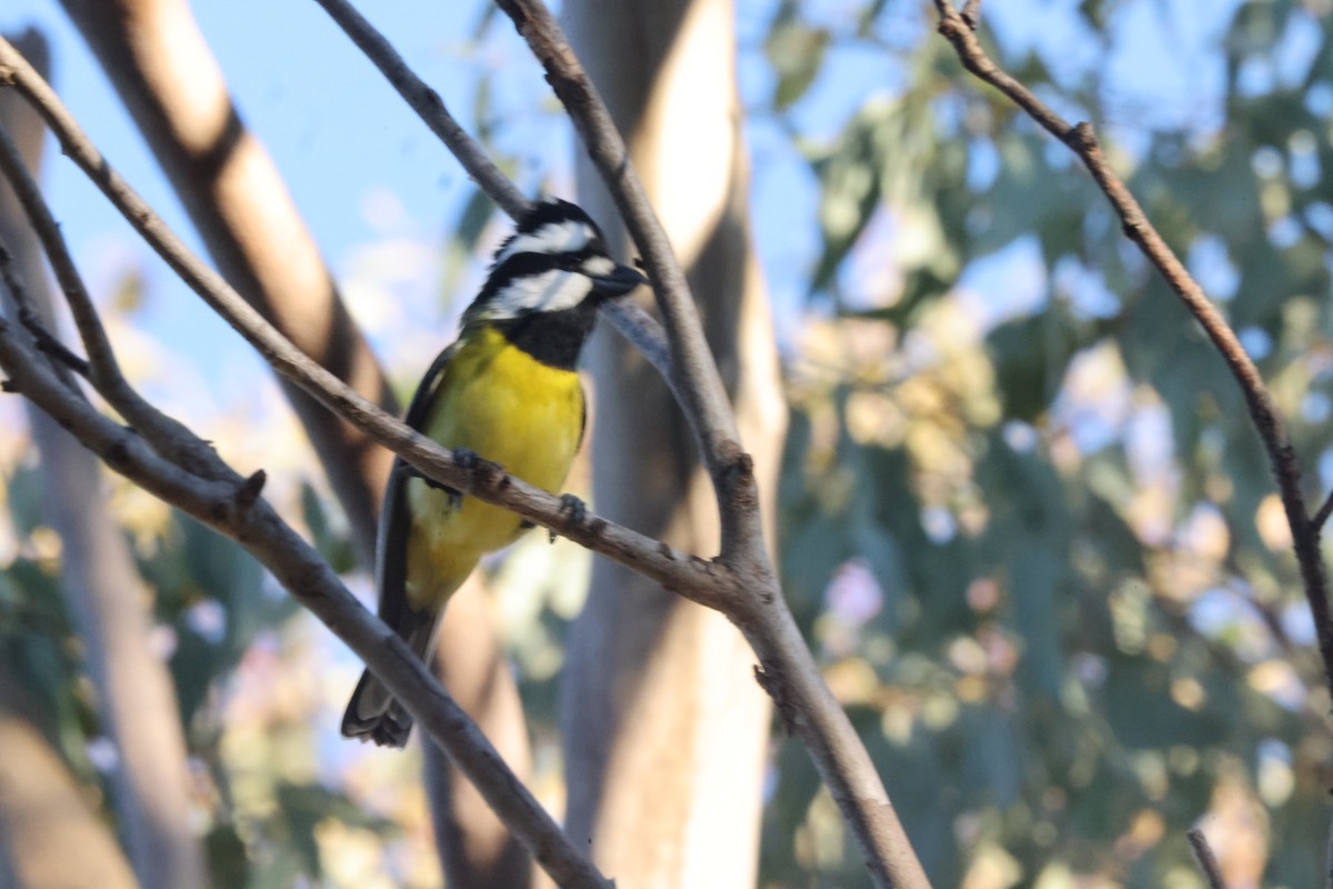 Eastern Shrike-tit - ML620482127