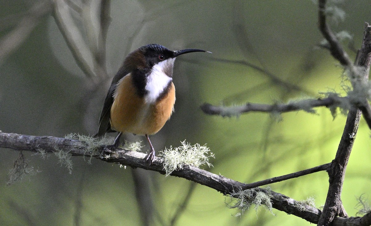 Eastern Spinebill - ML620482132