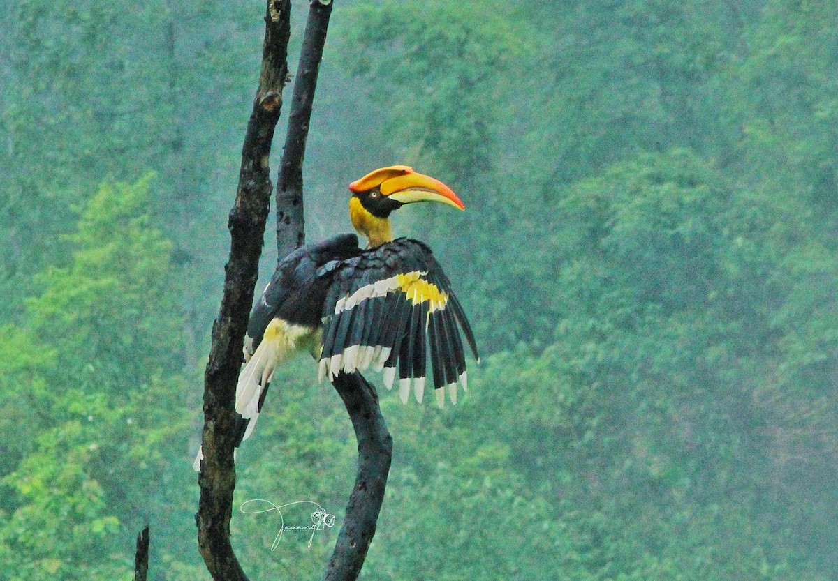 Great Hornbill - ML620482134