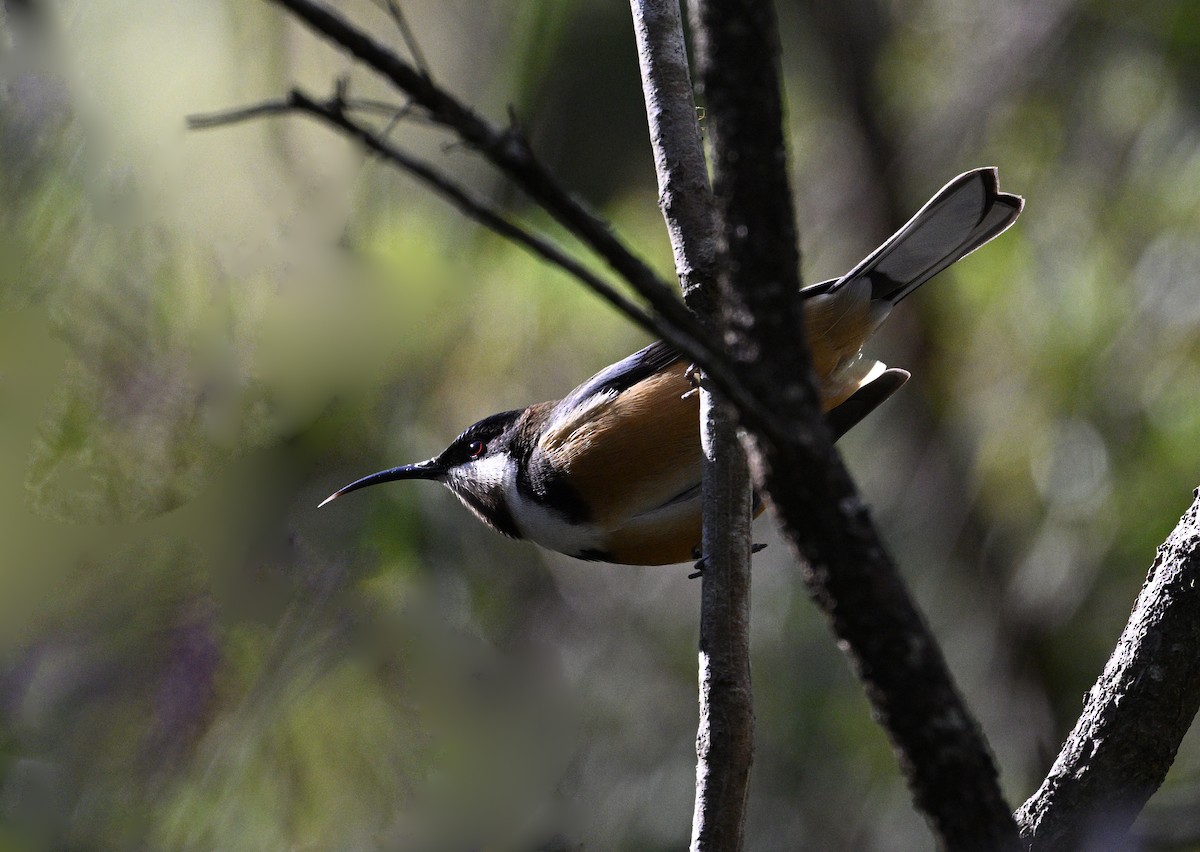Eastern Spinebill - ML620482137