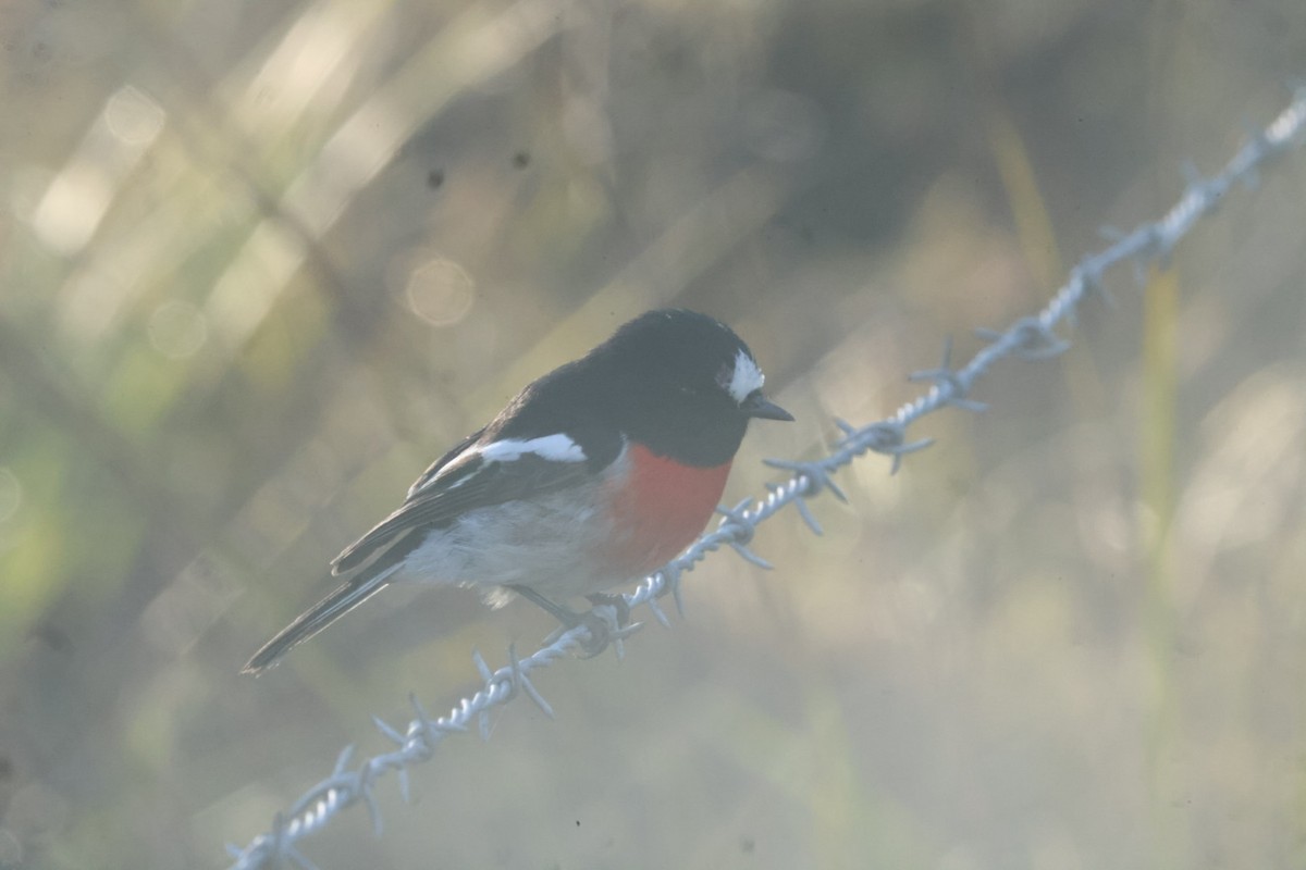 Scarlet Robin - ML620482139