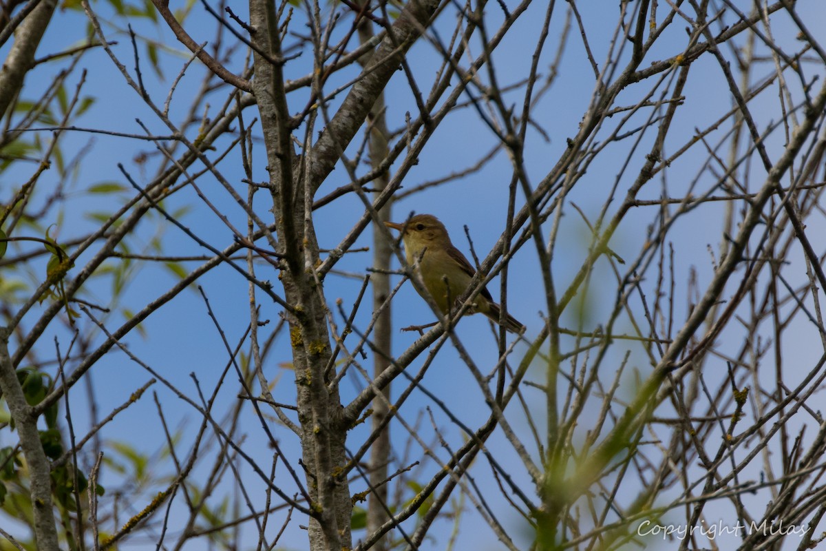 Melodious Warbler - ML620482143