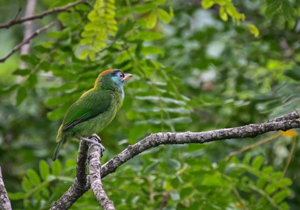 Blauwangen-Bartvogel - ML620482144