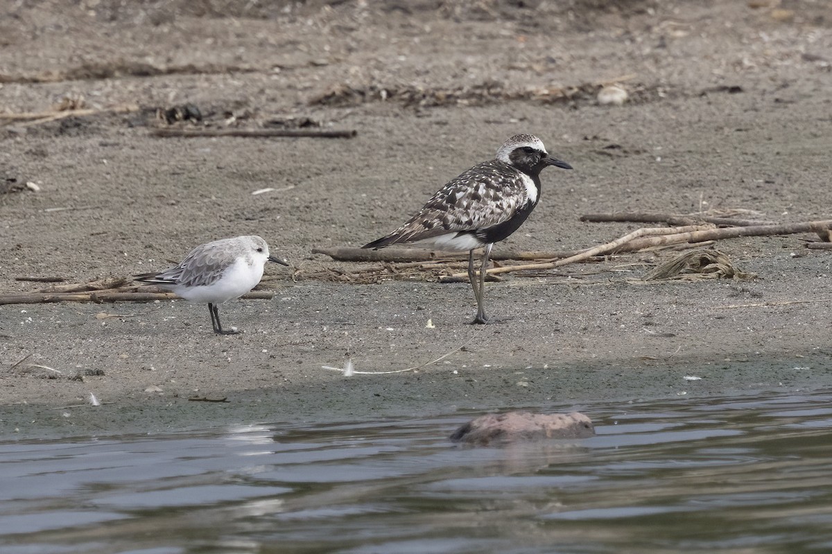 Sanderling - ML620482147