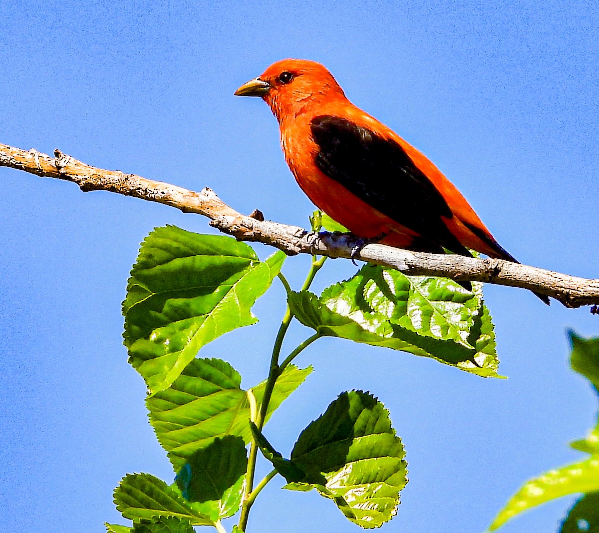 Scarlet Tanager - ML620482160