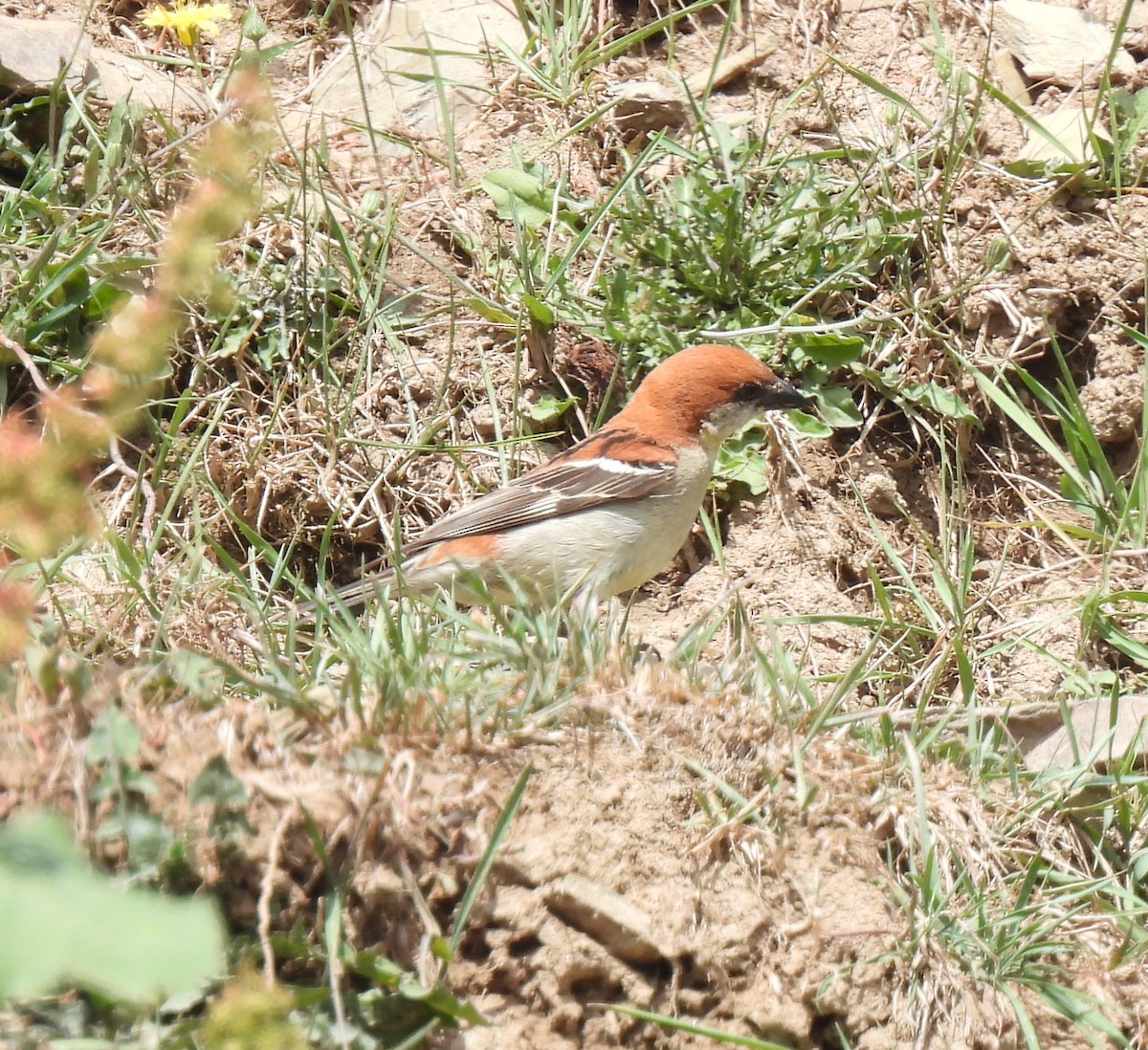 Russet Sparrow - ML620482161