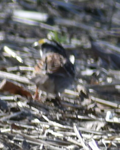 White-throated Sparrow - ML620482163