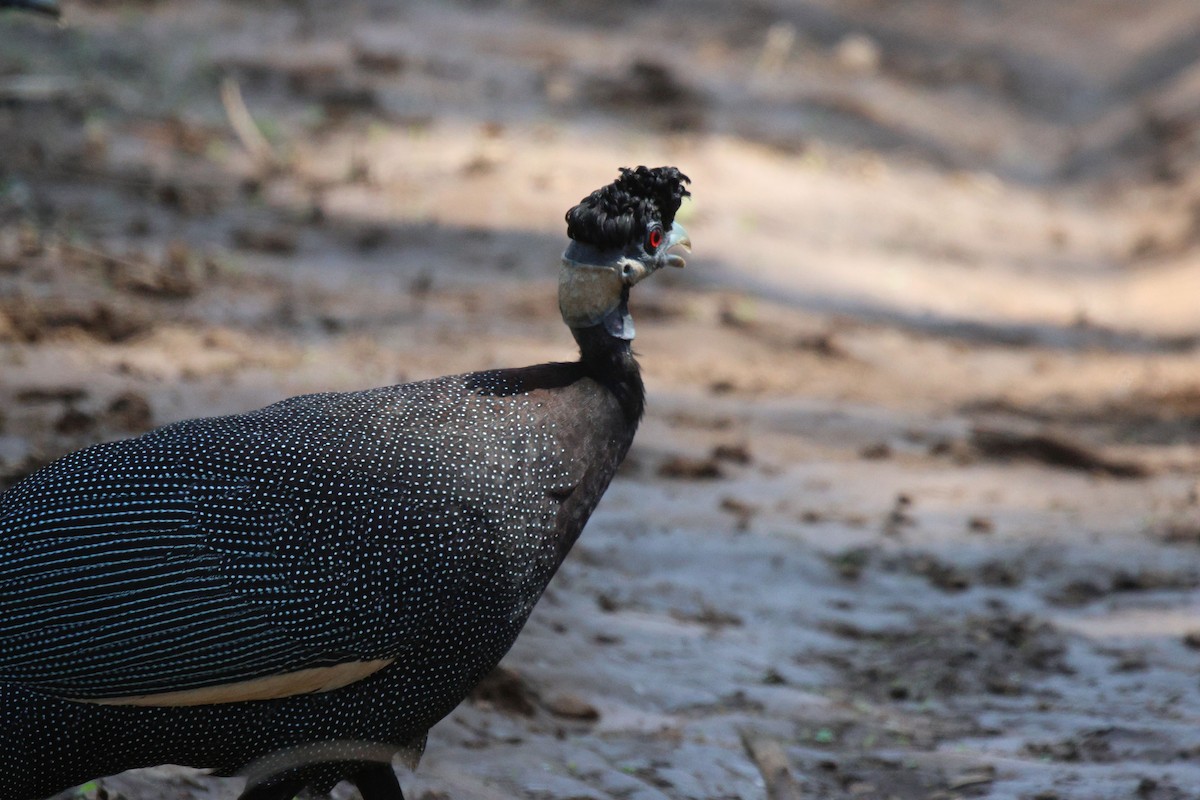 Southern Crested Guineafowl - ML620482165