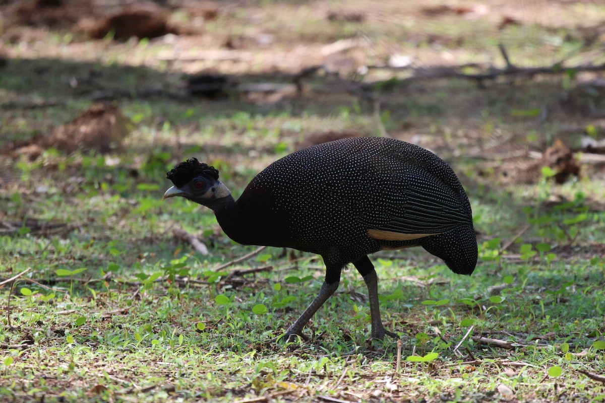 Southern Crested Guineafowl - ML620482166