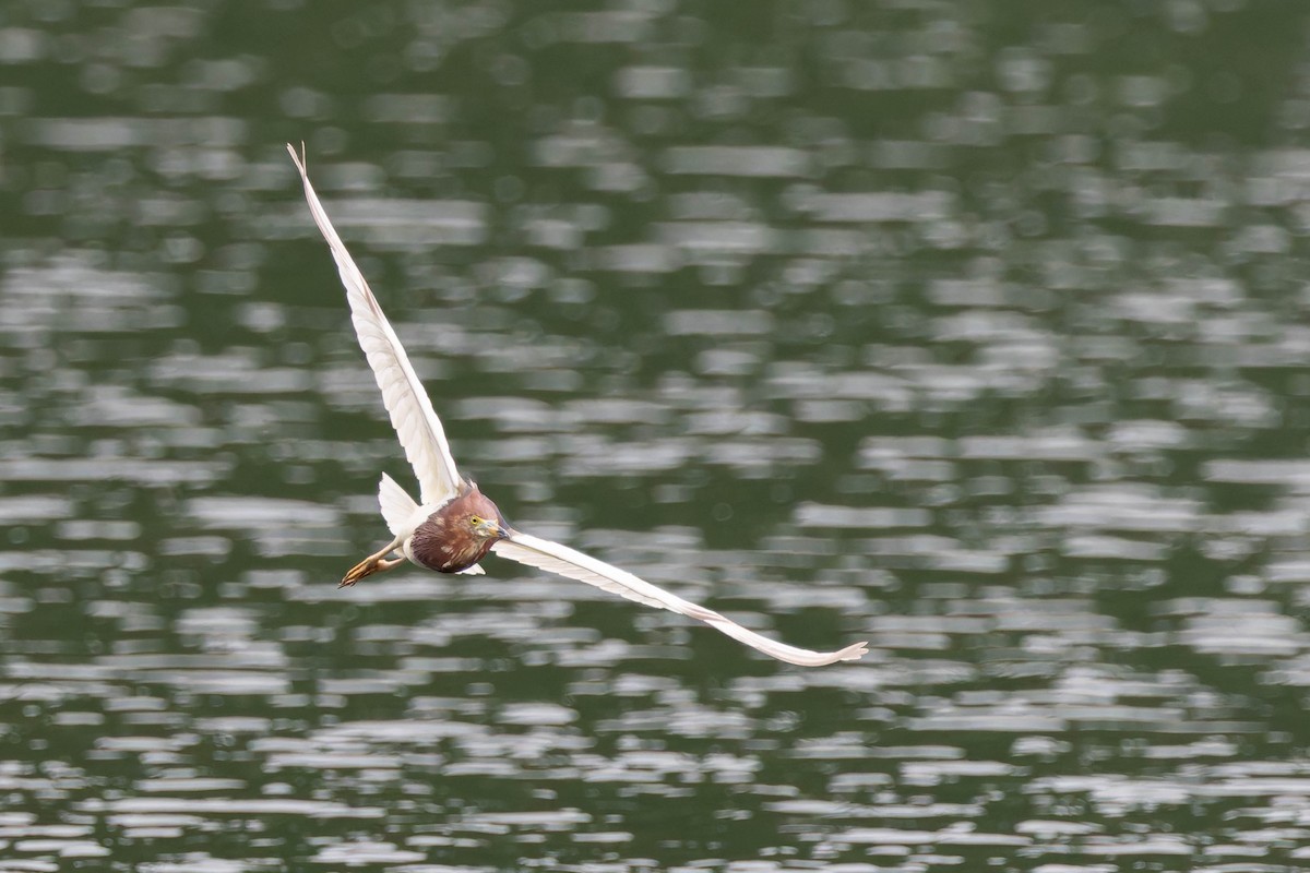 Chinese Pond-Heron - ML620482168