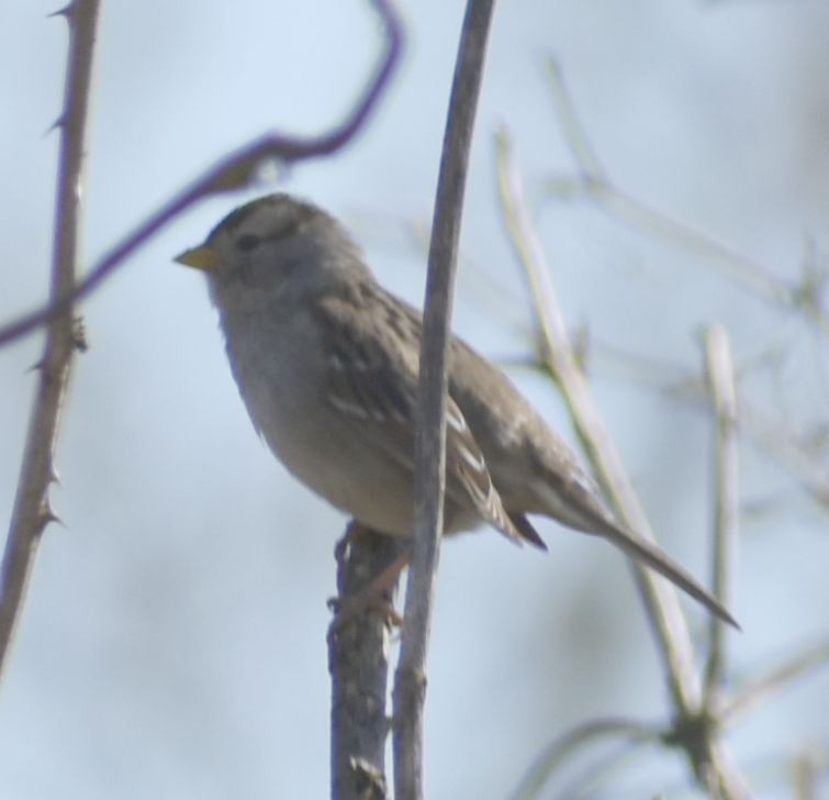 White-crowned Sparrow - ML620482170